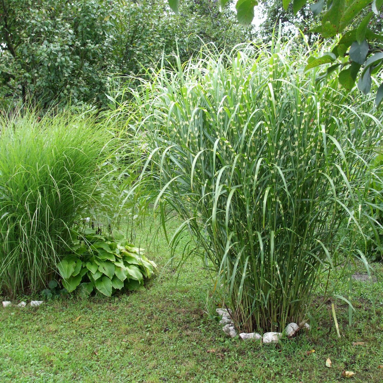 Obrázok Ozdobnica čínska (Miscanthus sinensis) ´ZEBRINUS´ - kont. C1L